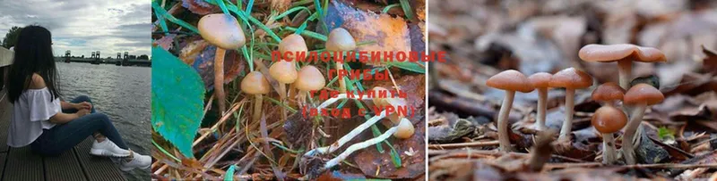 Галлюциногенные грибы MAGIC MUSHROOMS  ОМГ ОМГ зеркало  Бологое 